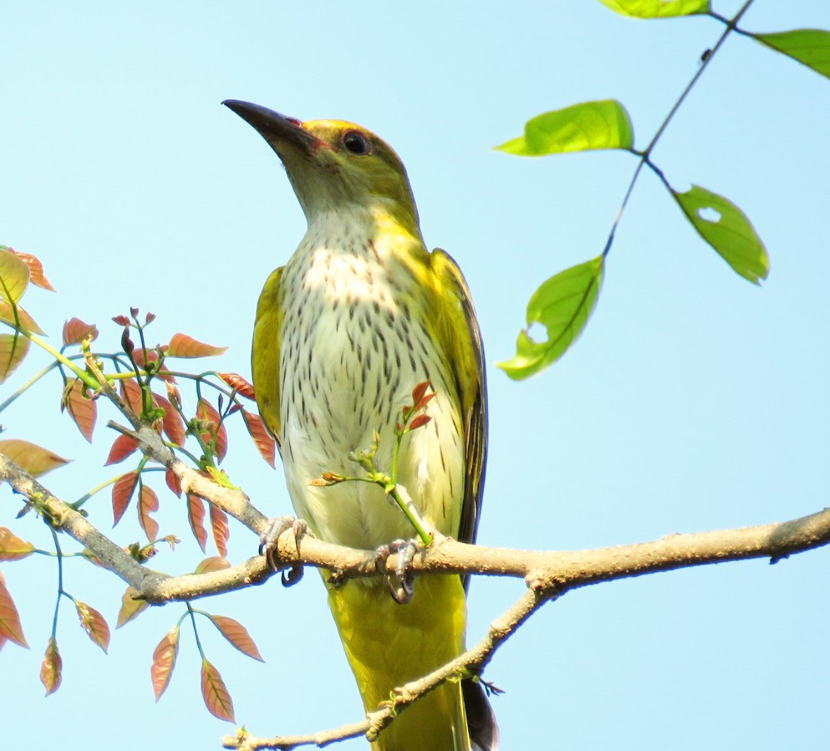 Indian Golden Oriole - ML21207941