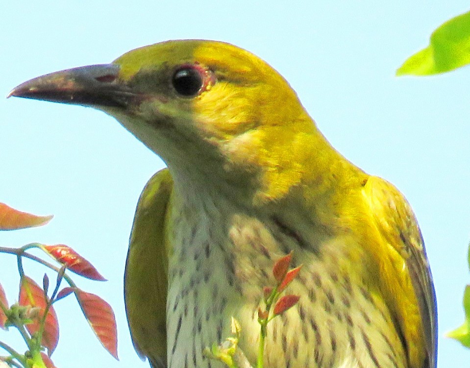 Indian Golden Oriole - ML21207961
