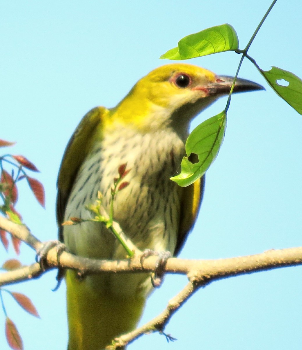 Indian Golden Oriole - Sumesh PB