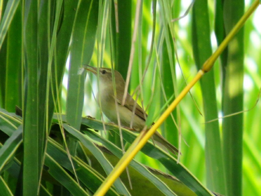 Blyth's Reed Warbler - Sumesh PB