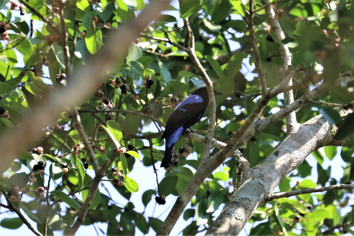 Asian Fairy-bluebird - ML212081961