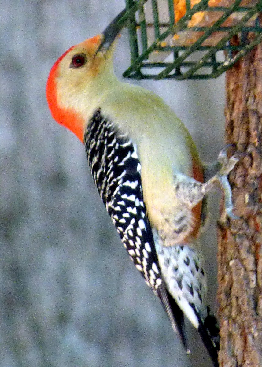 Red-bellied Woodpecker - ML21208641