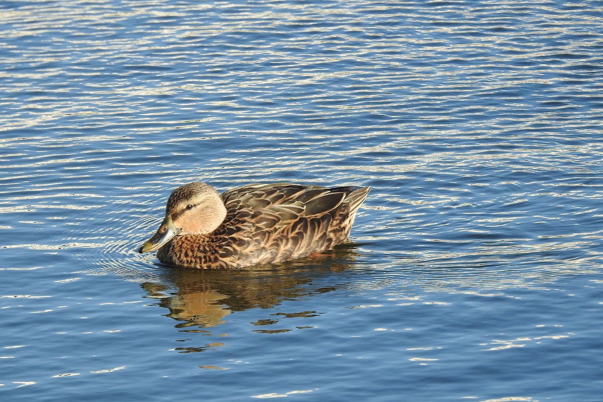 Mottled Duck - Victoria Vosburg