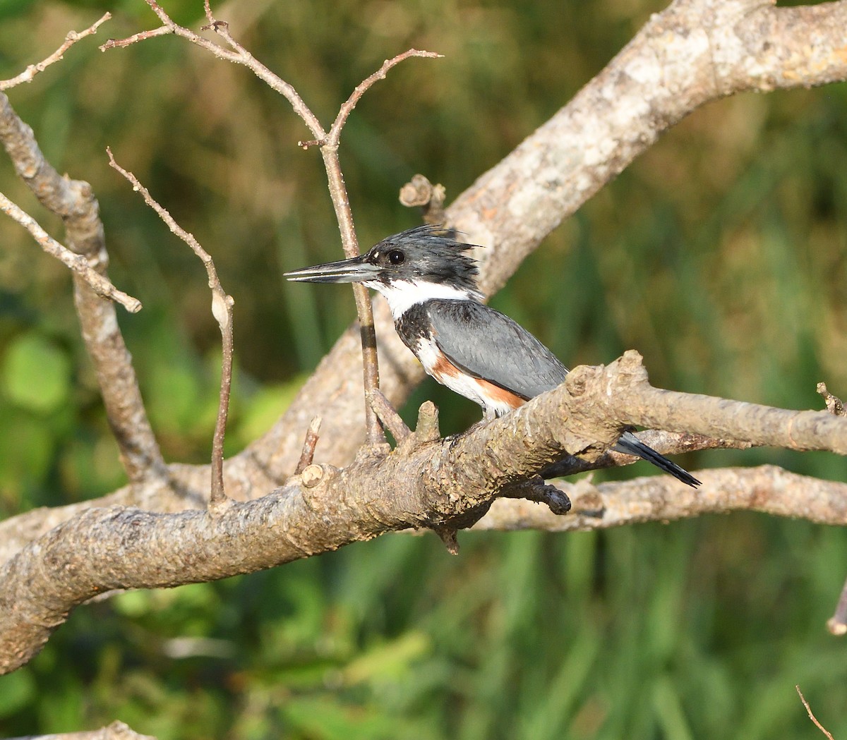 Belted Kingfisher - Woody Gillies