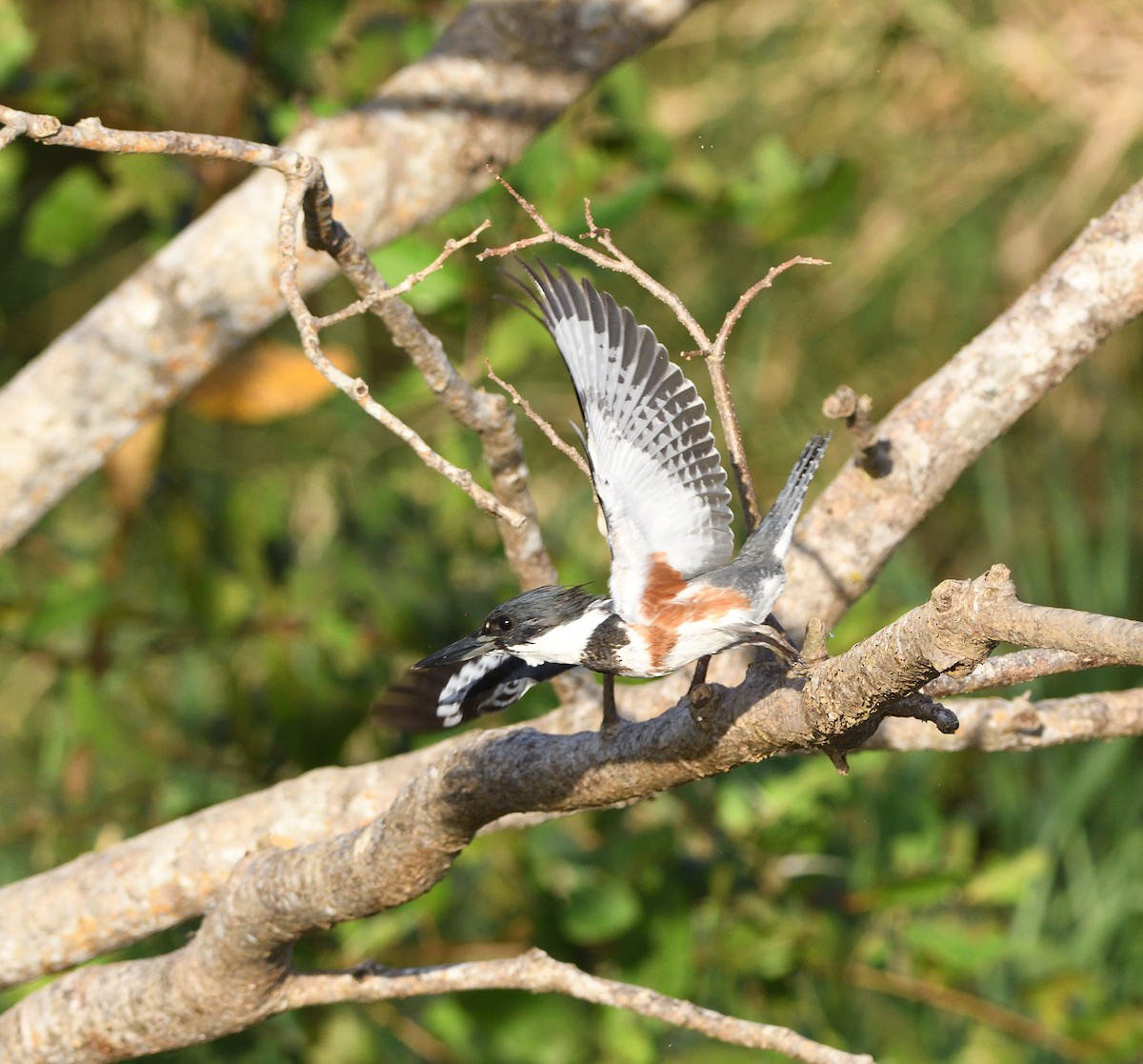 Belted Kingfisher - ML212090041