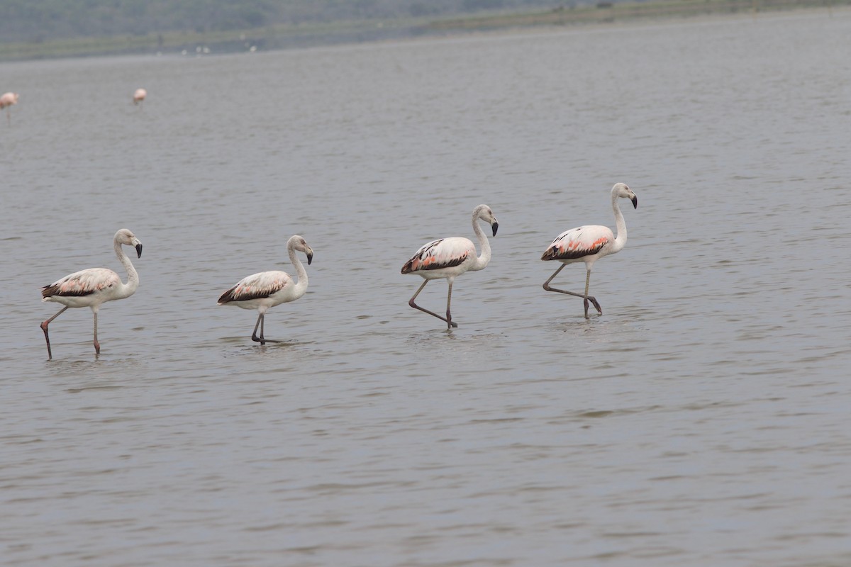 Chilean Flamingo - ML212090591
