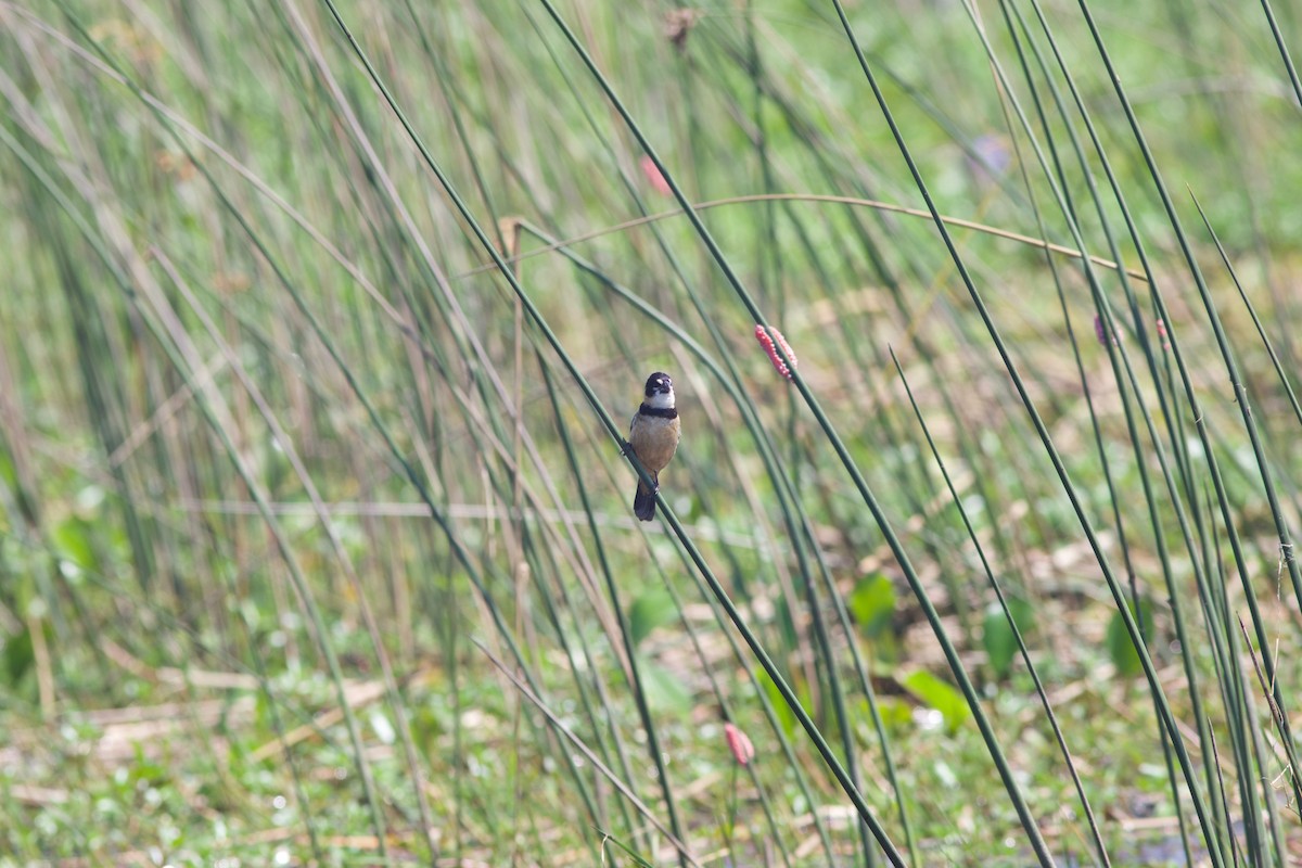 Rusty-collared Seedeater - ML212091721