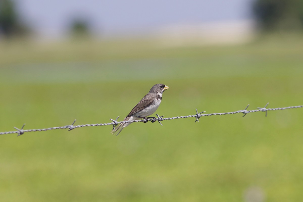 Double-collared Seedeater - ML212091871