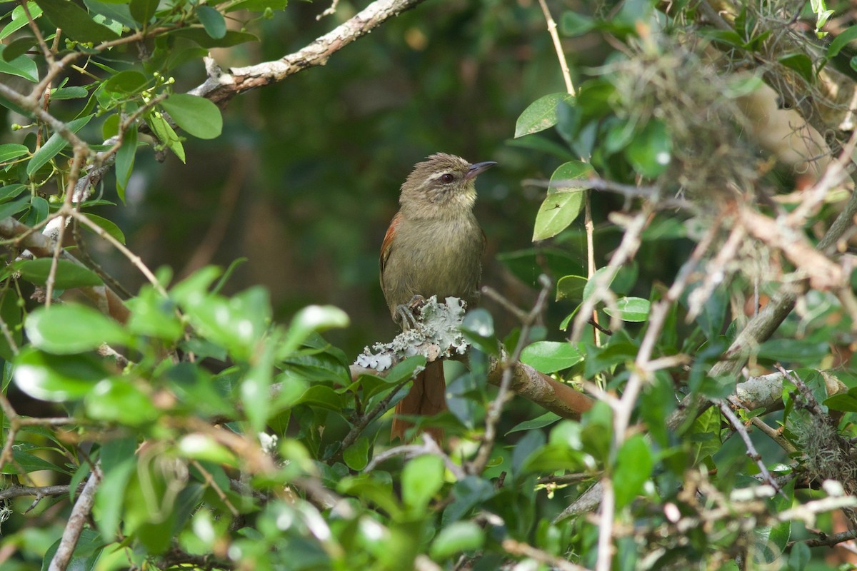 Olive Spinetail - ML212092151