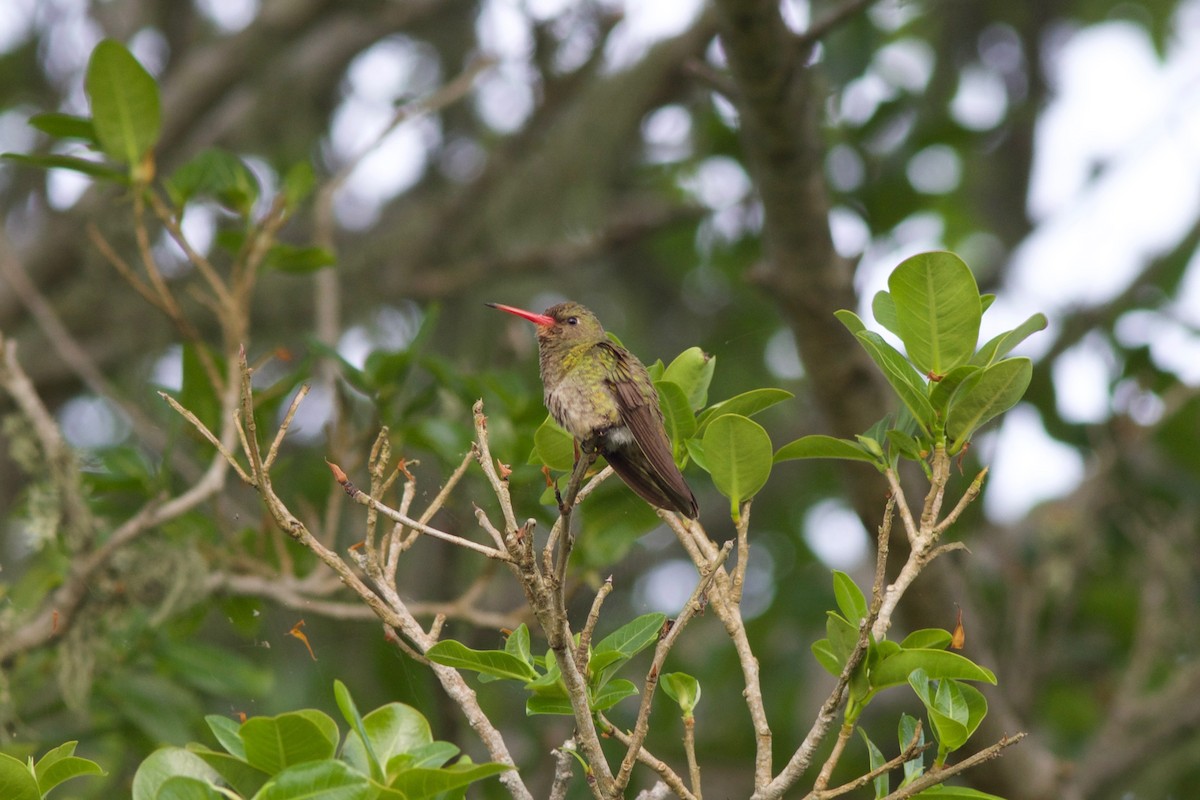 Gilded Hummingbird - ML212092191