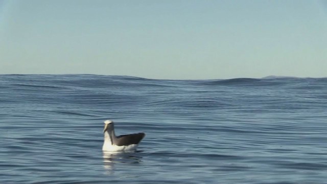albatros snarský - ML212092281