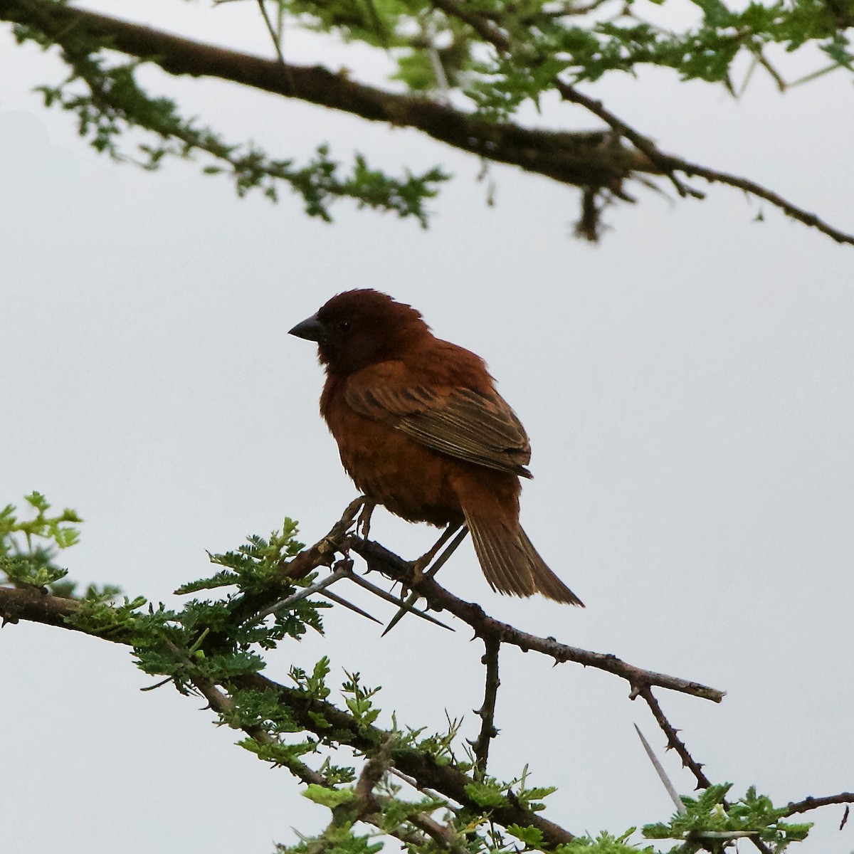 Chestnut Sparrow - ML212092531