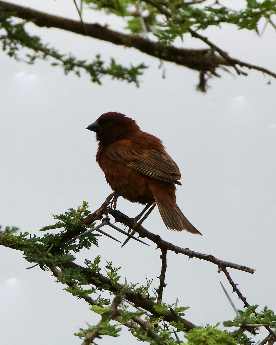 Chestnut Sparrow - ML212092541