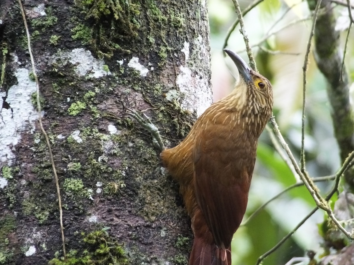 Strong-billed Woodcreeper - James Turland