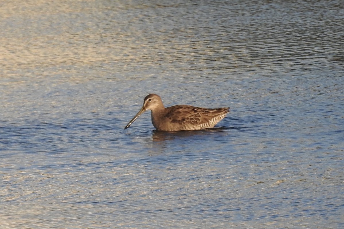 Long-billed Dowitcher - ML212096591