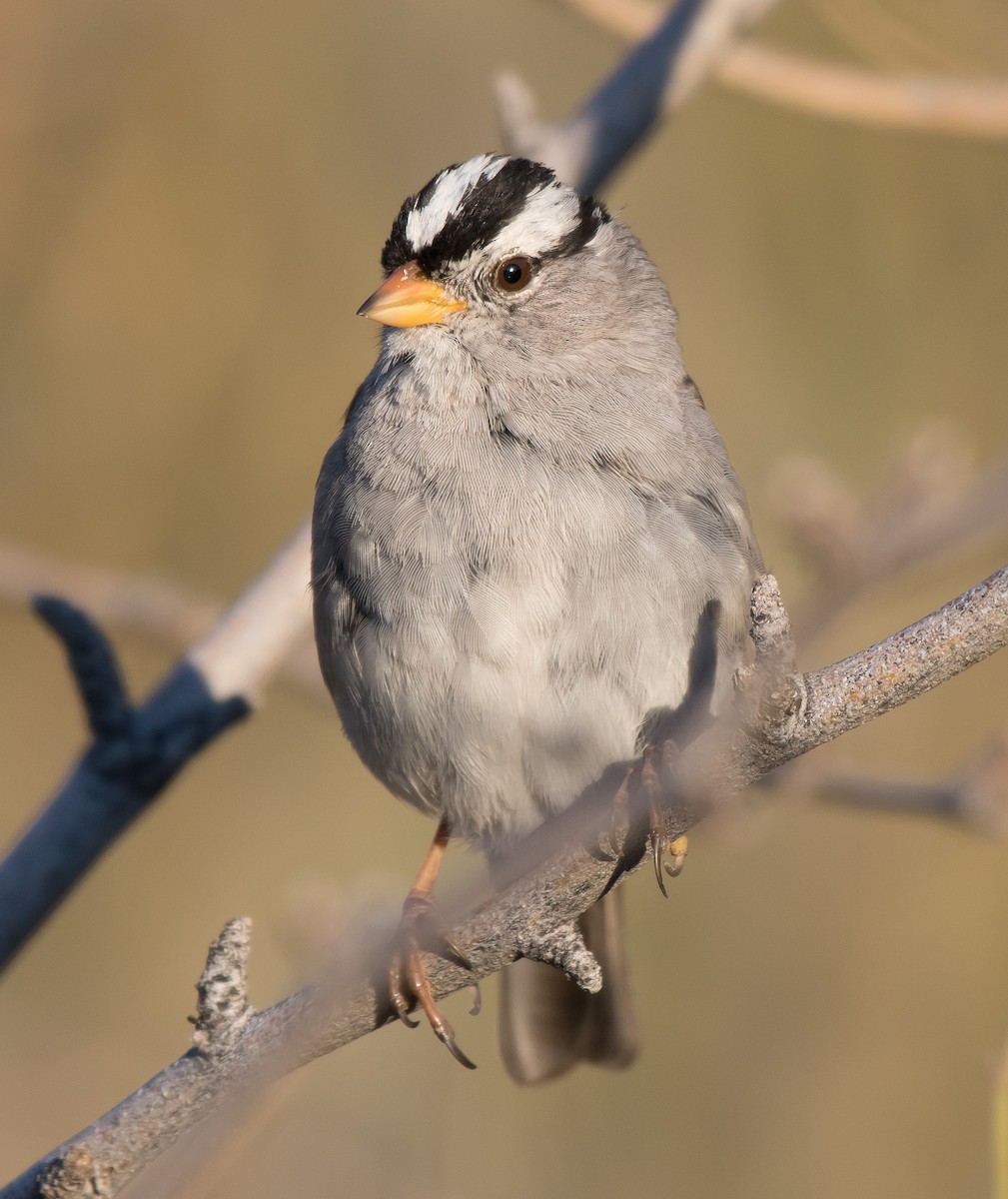 White-crowned Sparrow (Gambel's) - Gordon Karre