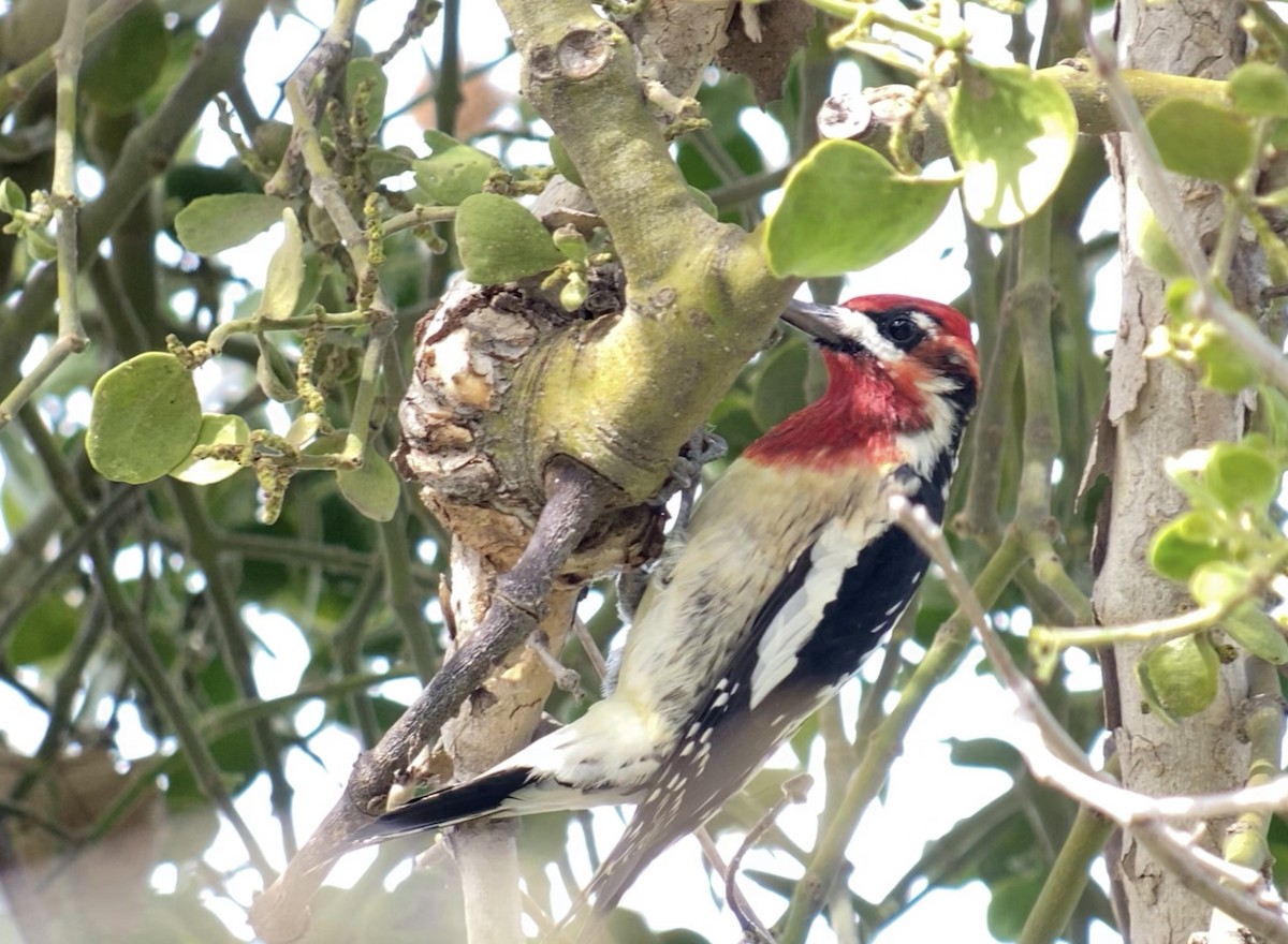 Red-naped x Red-breasted Sapsucker (hybrid) - Jeff Bouton