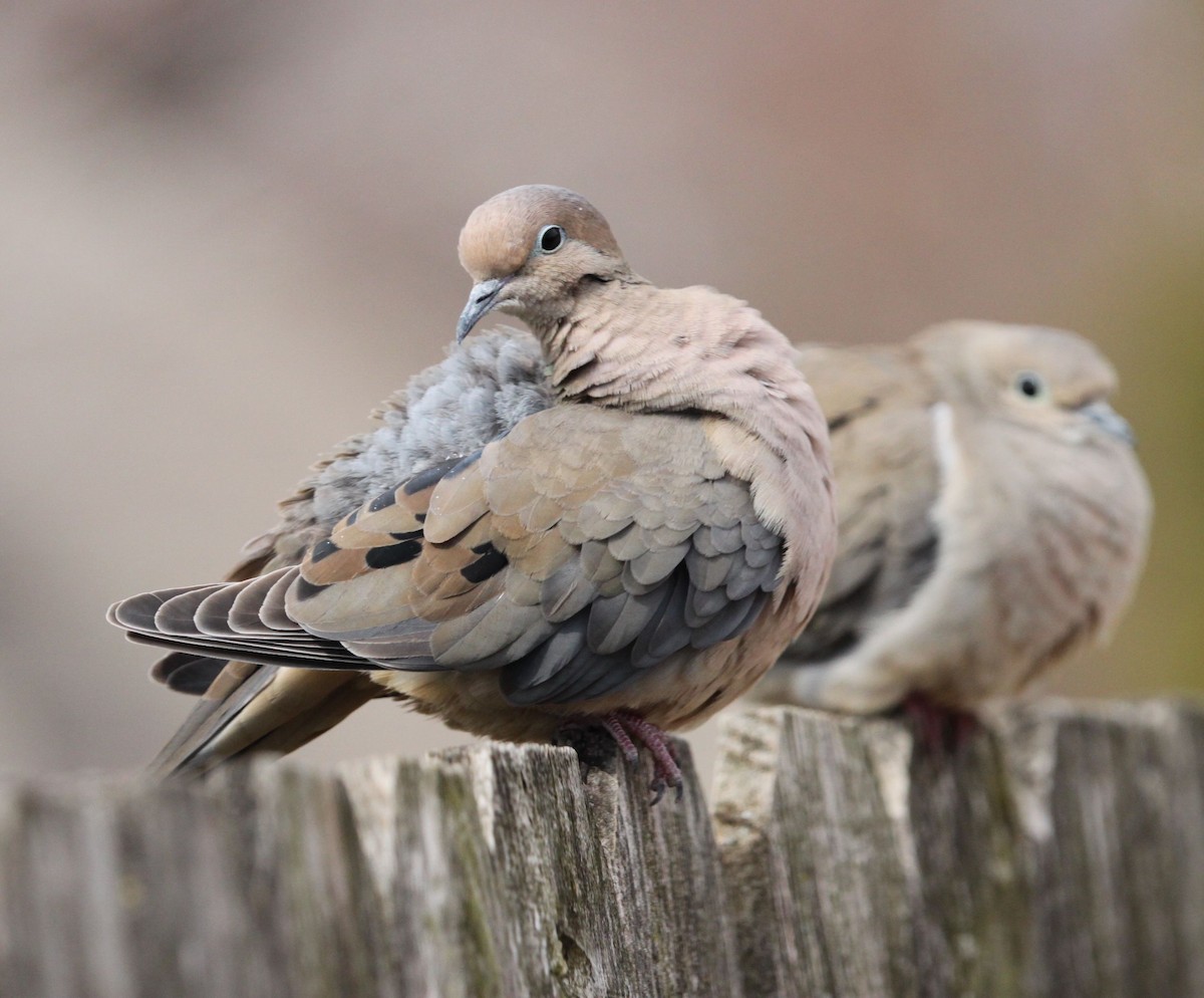 Mourning Dove - Nathan Moses