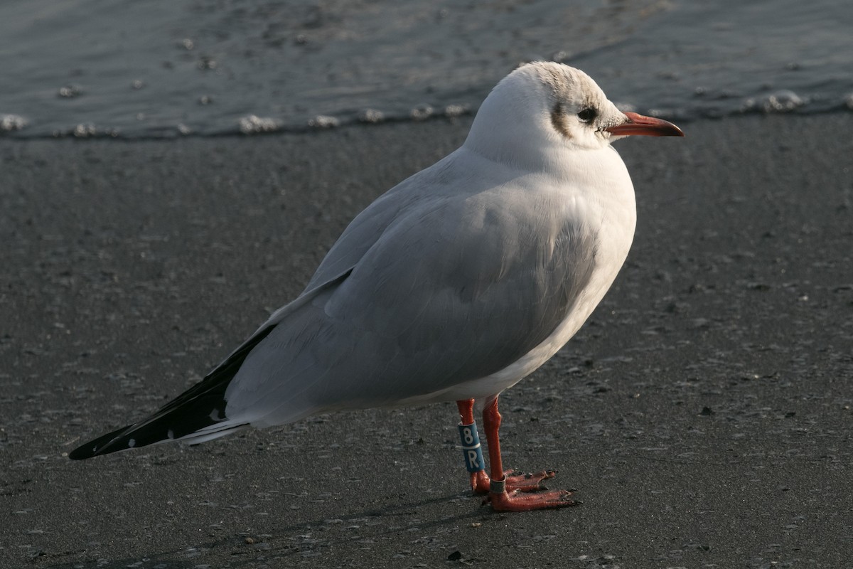 Mouette rieuse - ML212104461