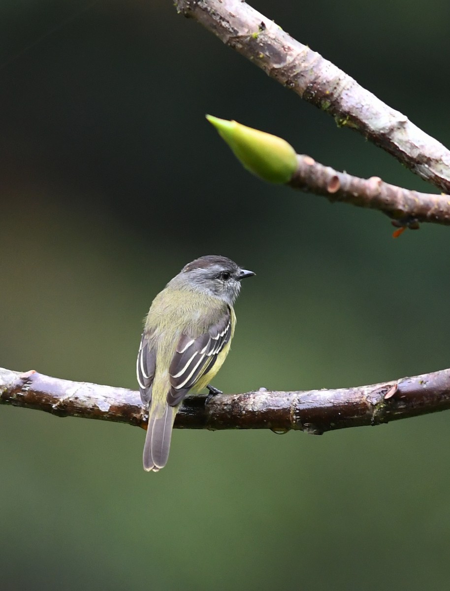 Yellow-crowned Tyrannulet - ML212108781
