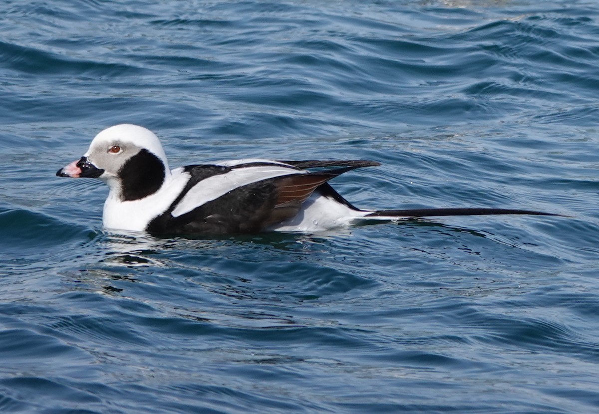Long-tailed Duck - ML212108801