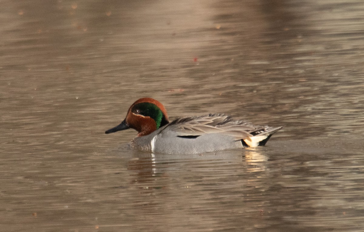 Green-winged Teal - ML212113591