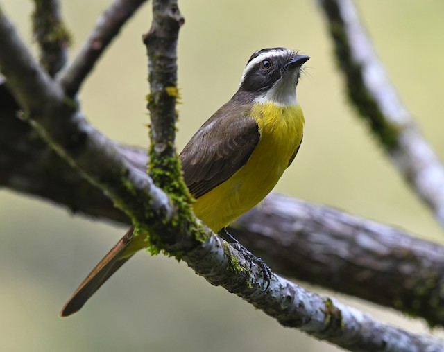 Bentevizinho De Asa Ferruginea Ebird