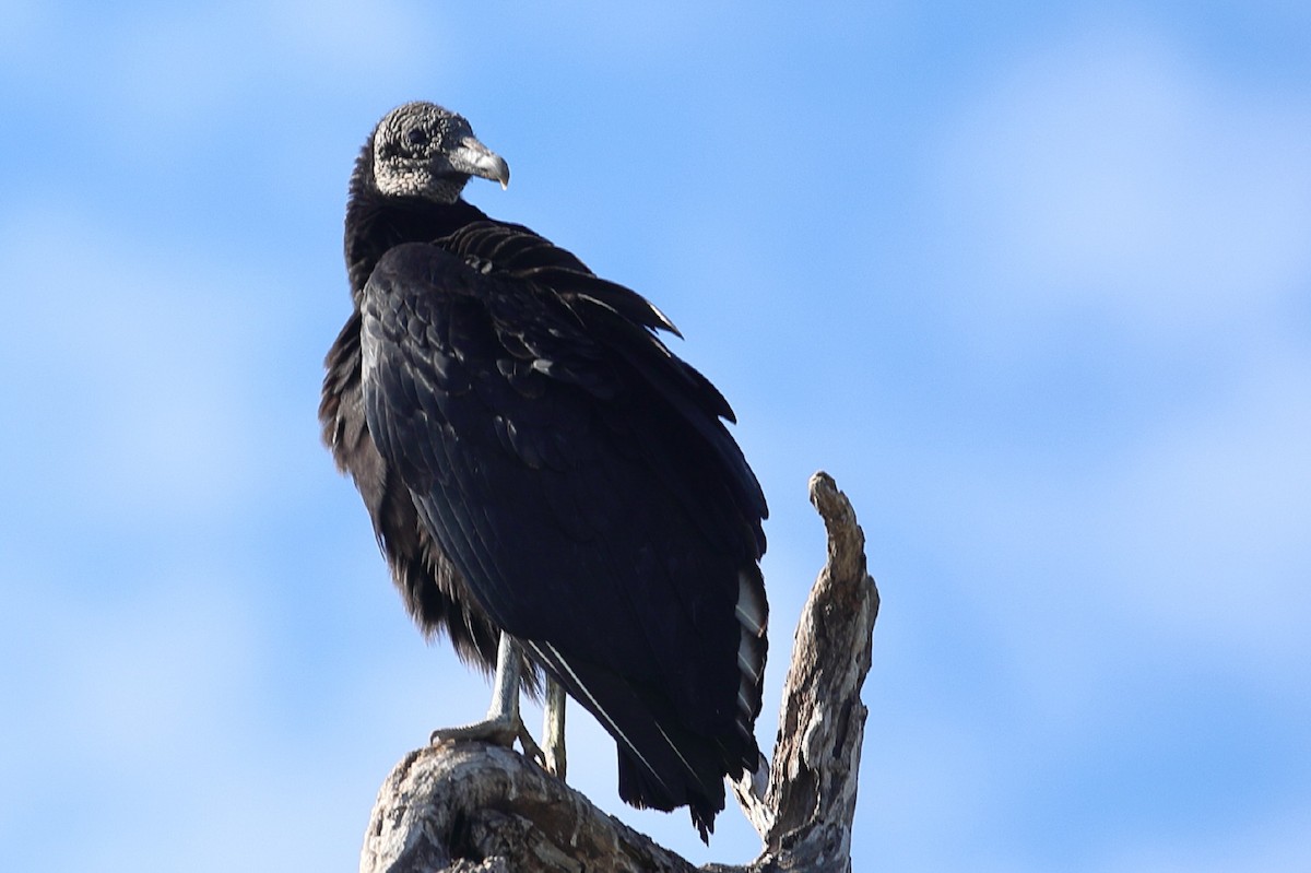 Black Vulture - Bert Frenz