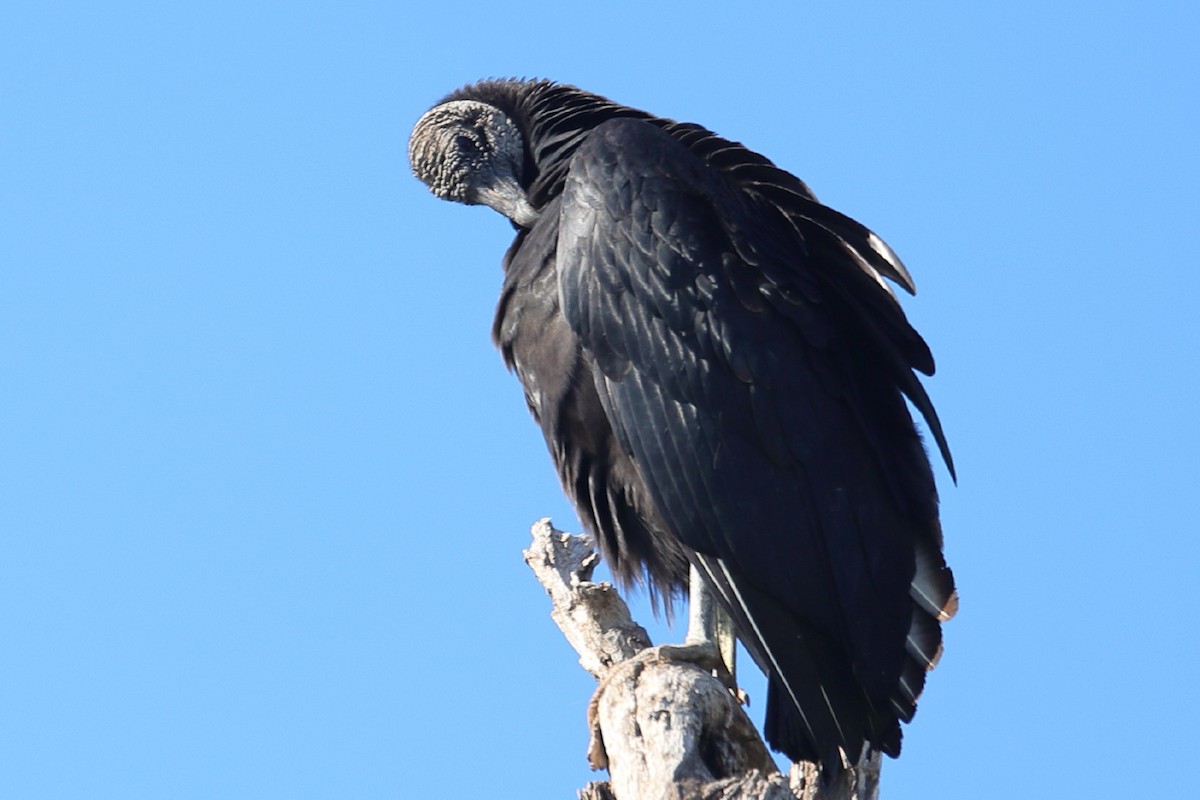 Black Vulture - ML212119361