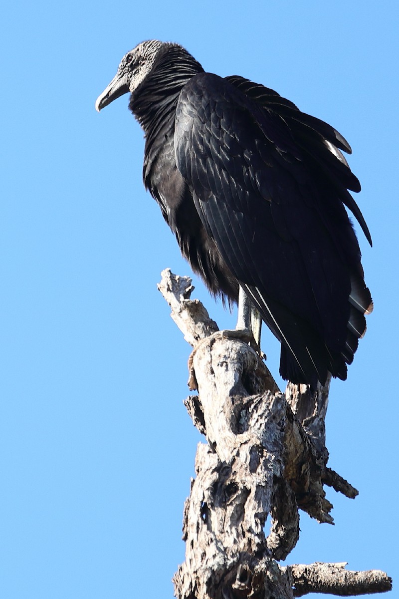 Black Vulture - ML212119371