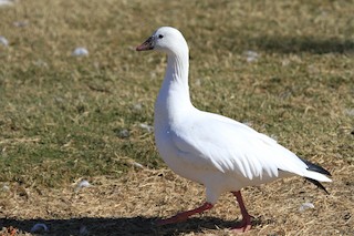 Ross's Goose, ML212120291