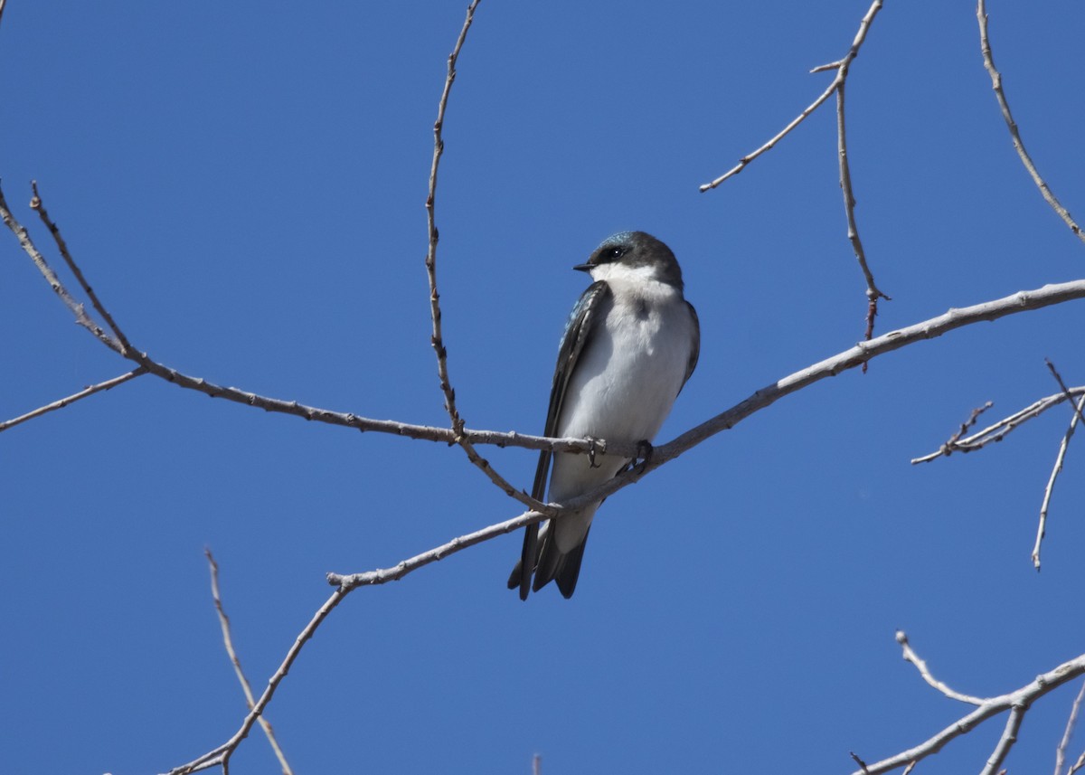 Tree Swallow - Kanayo Rolle