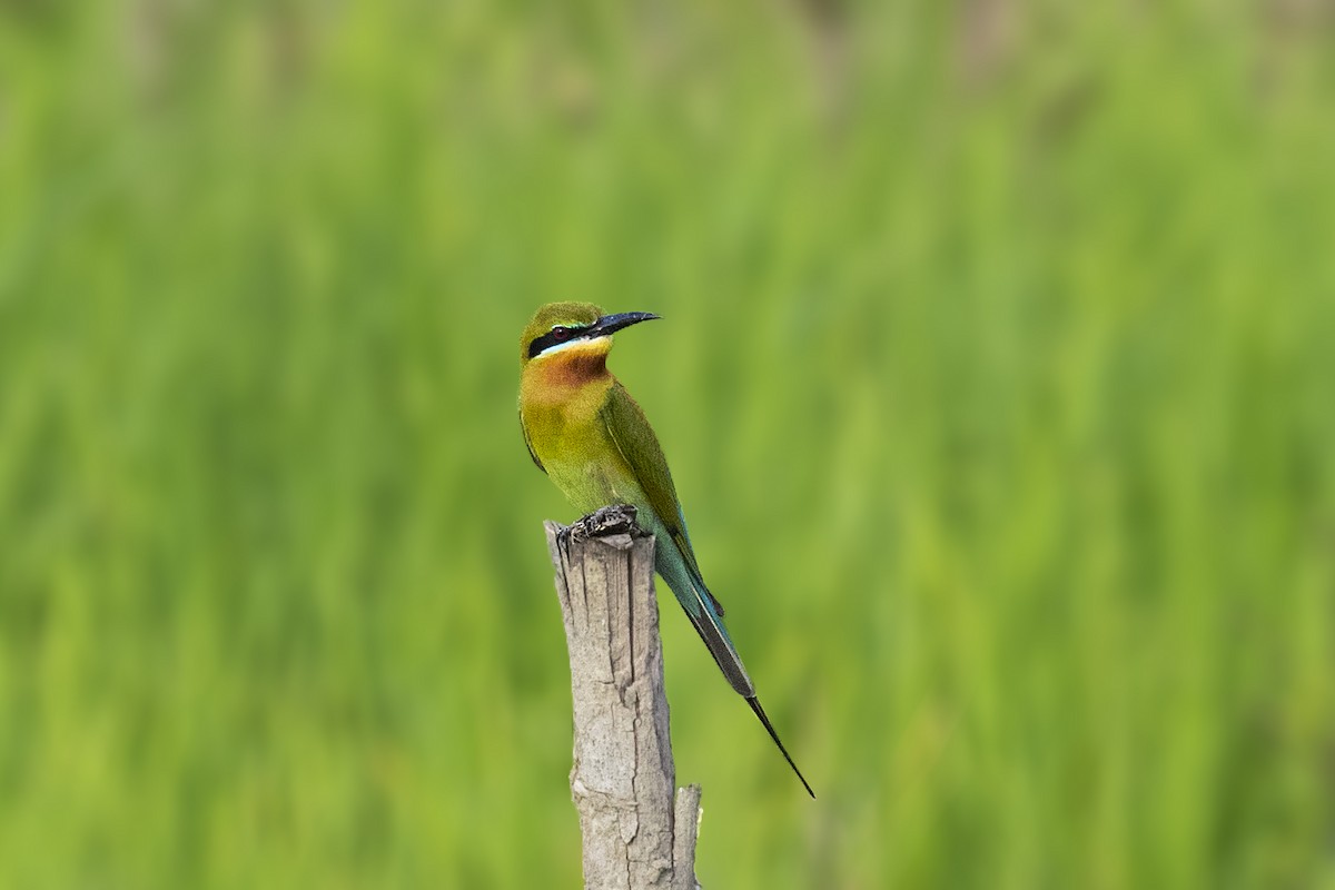 Blue-tailed Bee-eater - Bradley Hacker 🦜