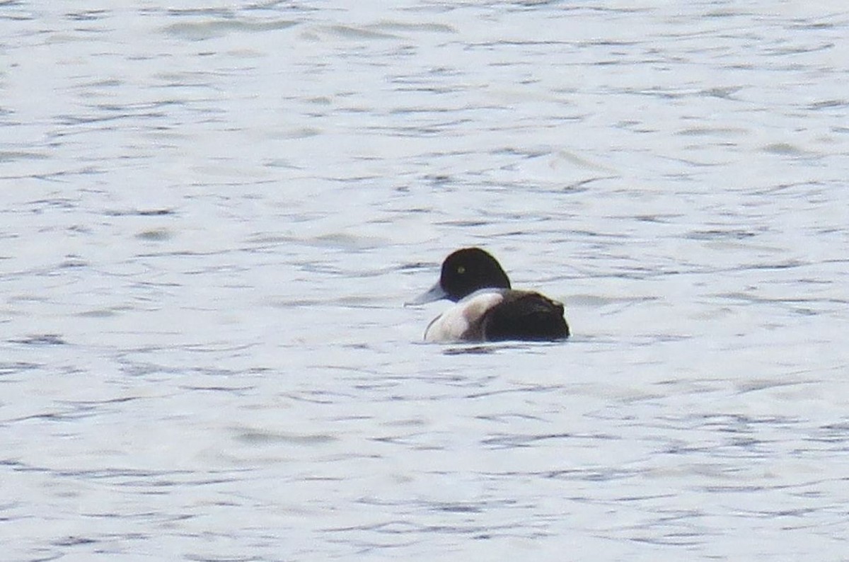 Greater Scaup - ML212124101