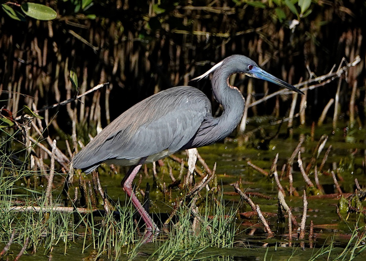 Tricolored Heron - Peter Fang/ Gloria Smith