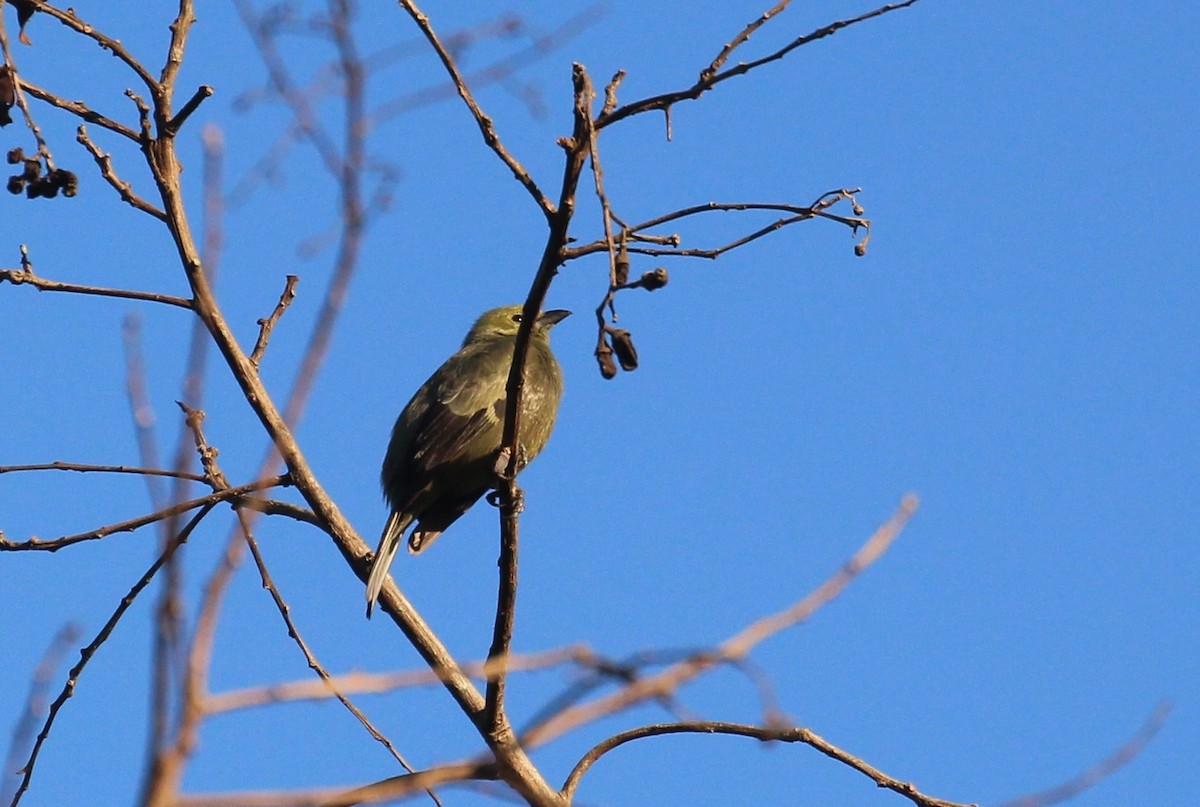 Palm Tanager - ML212127131