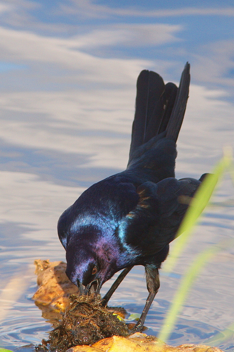 Boat-tailed Grackle - ML212128421