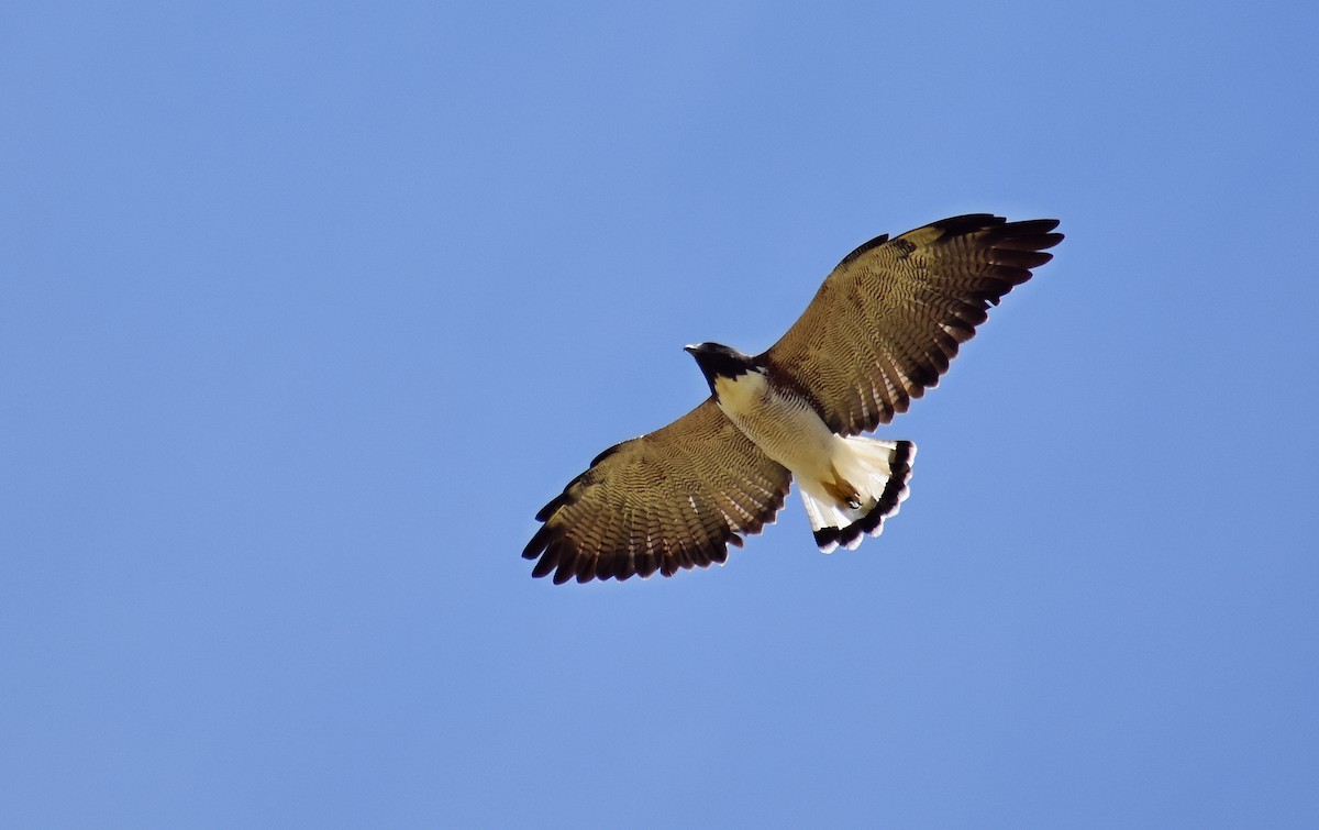 White-tailed Hawk - Sergio  Saldaña