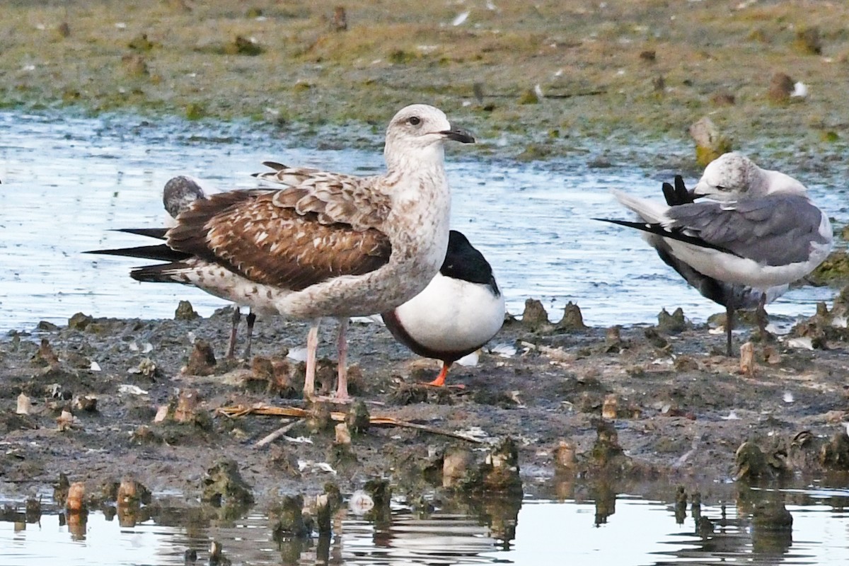 Lesser Black-backed Gull - Lila Theis