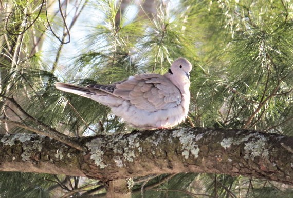 Eurasian Collared-Dove - pamela hoyland