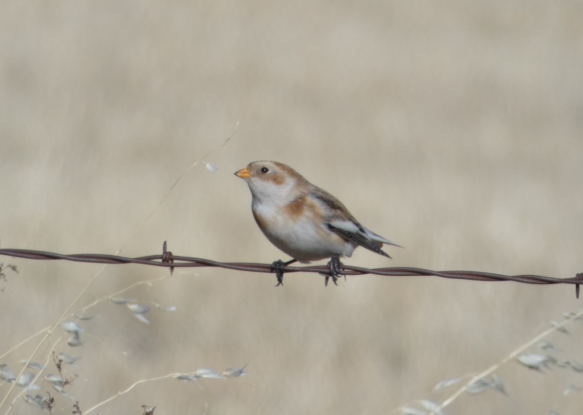 Snow Bunting - Cole Wolf