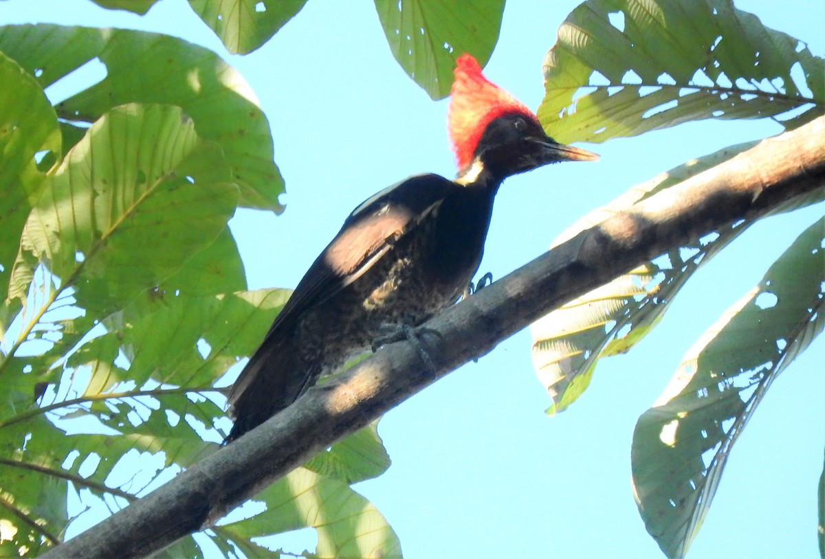 Lineated Woodpecker - Luis  Morales