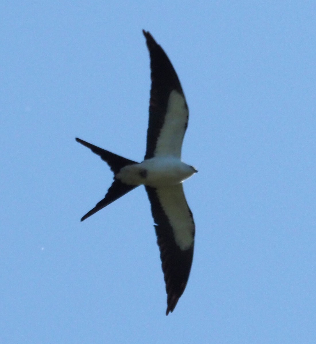 Swallow-tailed Kite - ML212141391