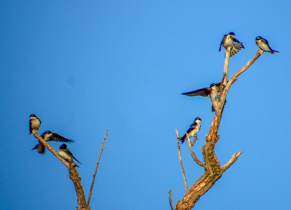 Tree Swallow - Ken Schneider