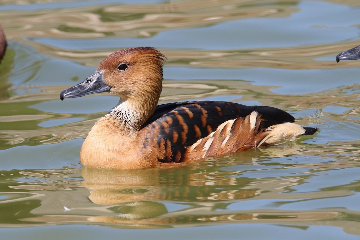 Fulvous Whistling-Duck - ML212146541