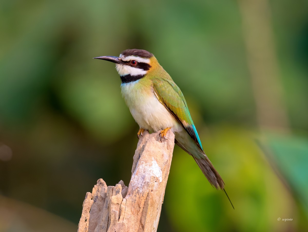 White-throated Bee-eater - Shailesh Pinto