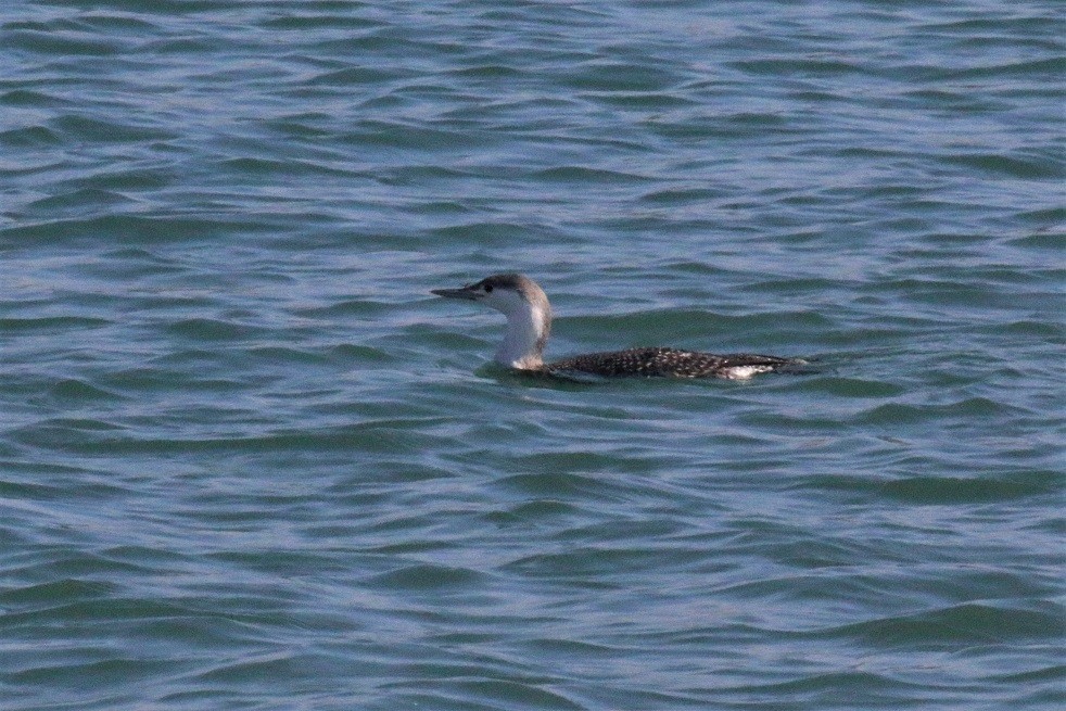 Red-throated Loon - ML212150071