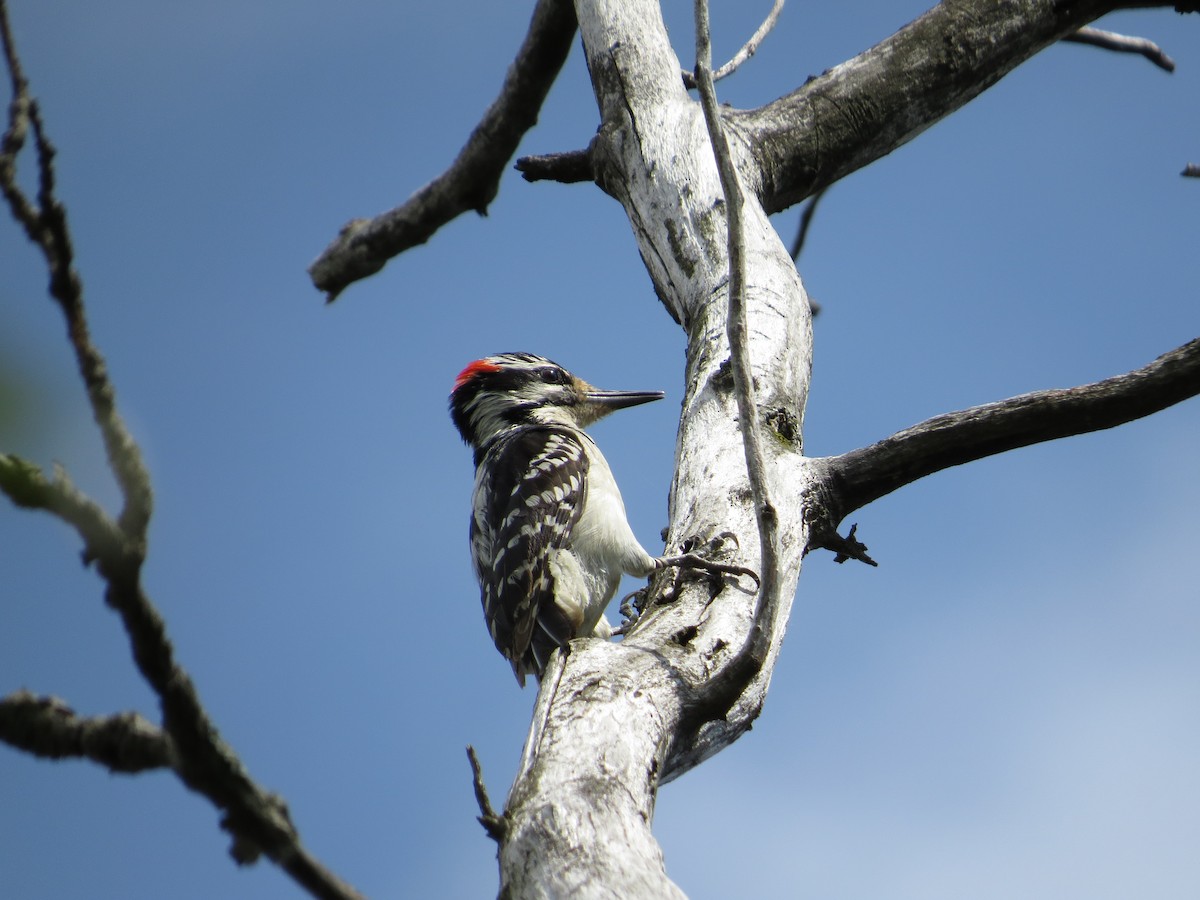 Hairy Woodpecker - Dan J. MacNeal