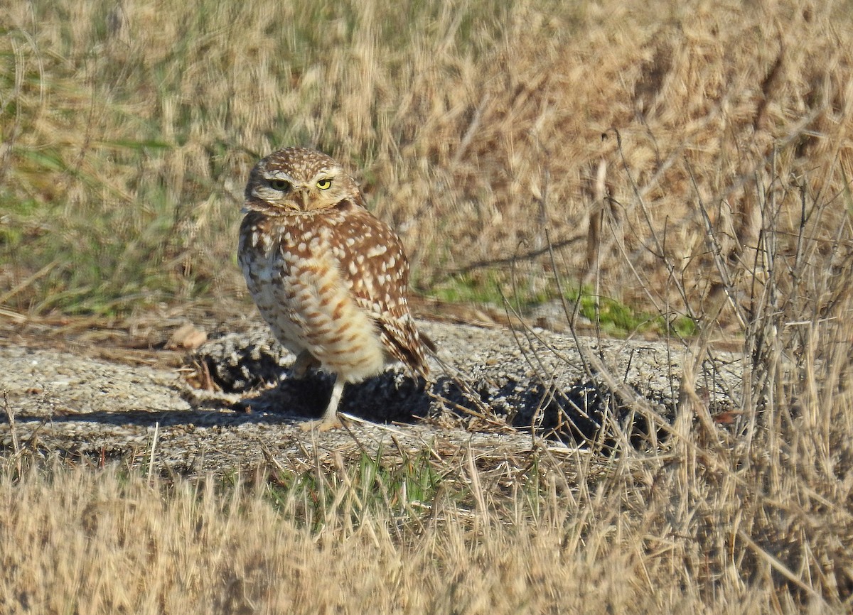 Burrowing Owl - Tom and/or Colleen Becker