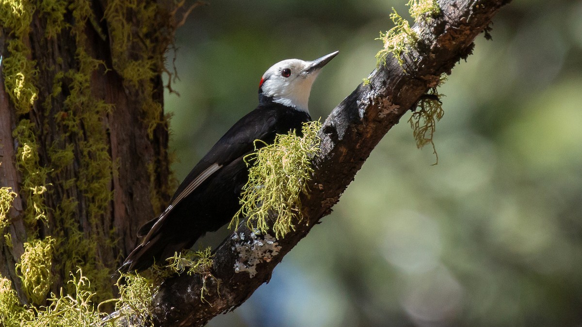White-headed Woodpecker - Jim Gain
